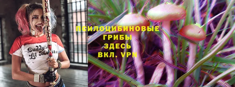 Галлюциногенные грибы MAGIC MUSHROOMS  хочу наркоту  Бежецк 